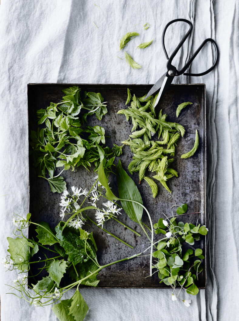 Seasonal ingredients. Five super herbs: ground elder, spruce, alliaria, wild garlic and sorrel. 
